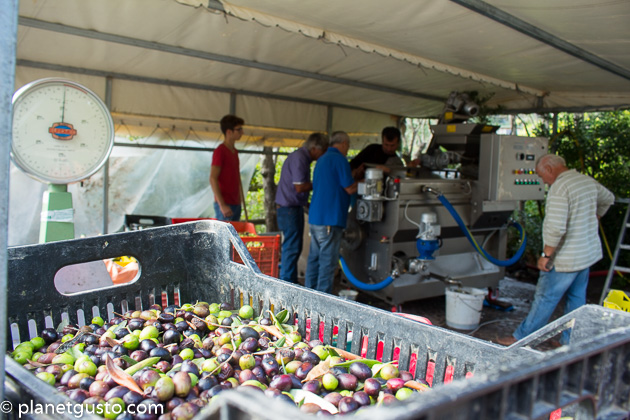 Pressing Olive Oil Punta Chiarito Ischia, Italy