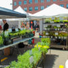 Herbs Stall - SoWa Sunday Market, Boston