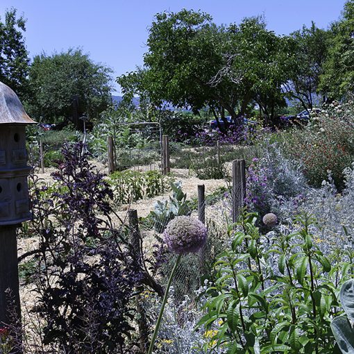 Kitchen garden lavender Park Winters Winters California