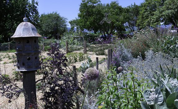 Kitchen garden lavender Park Winters Winters California