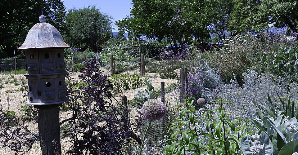 Kitchen garden lavender Park Winters Winters California