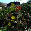 Raspberries in Garden, Ballymaloe House - Dublin, Ireland